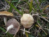 Stropharia pseudocyanea var. ochrocyanea image