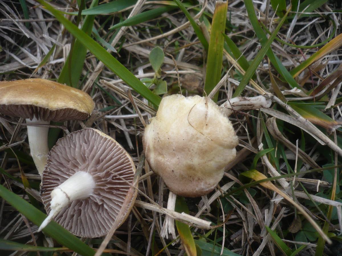 Stropharia pseudocyanea var. ochrocyanea image