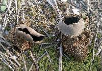 Helvella leucomelaena image