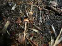 Psilocybe merdaria image