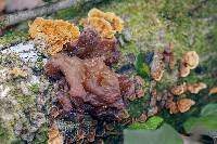 Phaeotremella frondosa image