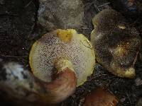 Suillus bresadolae image