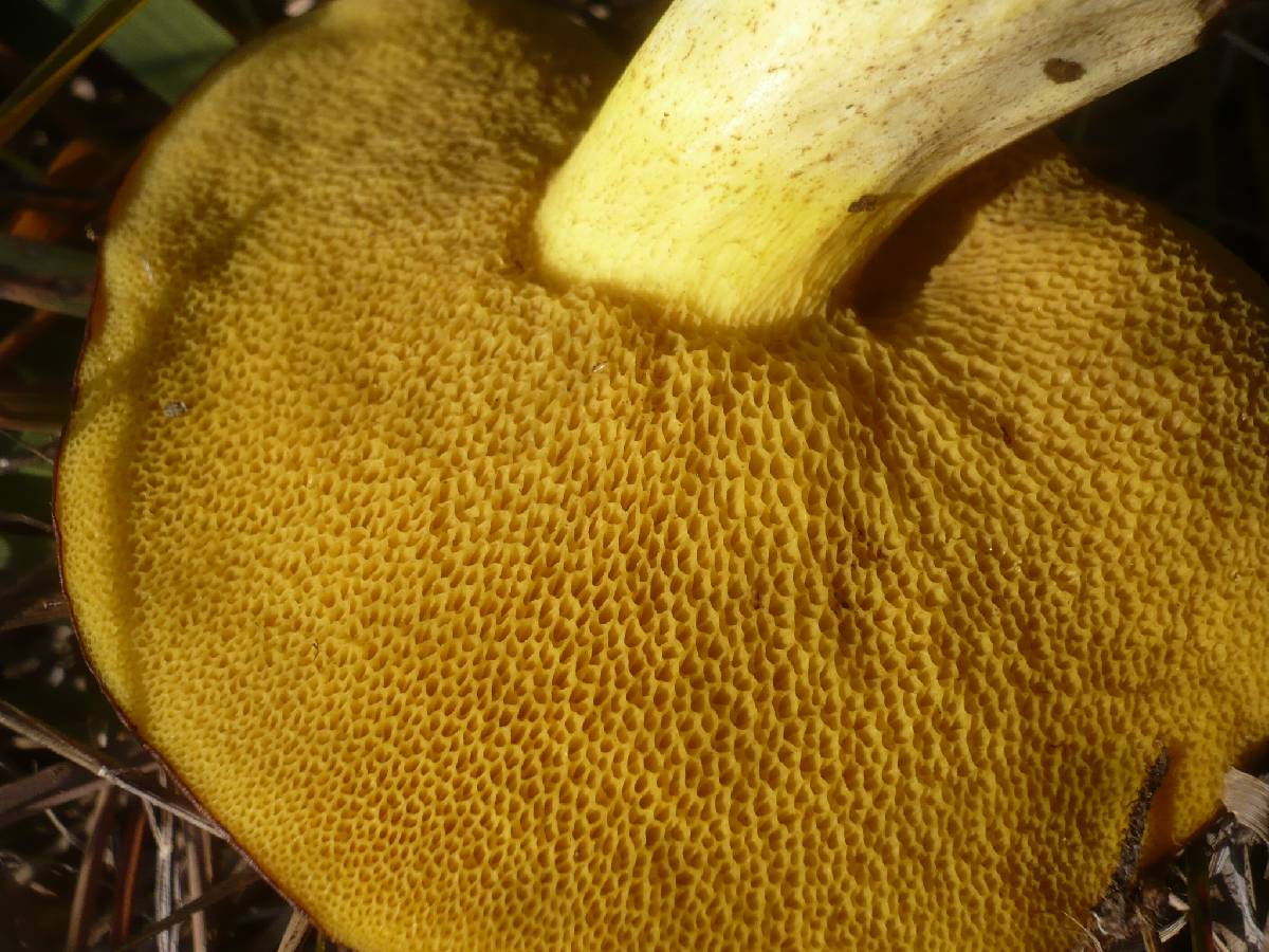 Suillus collinitus image