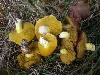 Suillus collinitus image