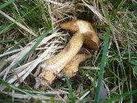 Suillus plorans image