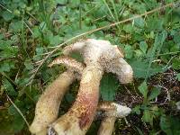 Suillus viscidus image