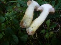 Suillus viscidus f. obscurus image