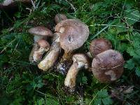 Suillus viscidus image