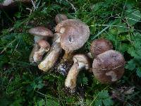 Suillus viscidus var. brunneus image