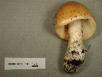 Amanita barrowsii image