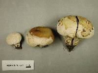 Lycoperdon molle image