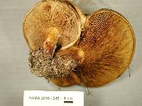 Paxillus vernalis image