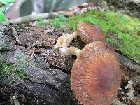 Psathyrella delineata image