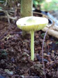 Leucocoprinus sulphurellus image