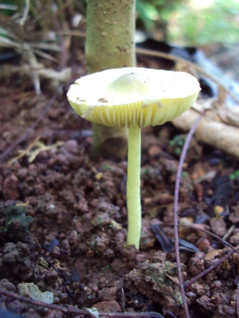Leucocoprinus sulphurellus image