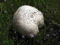 Calvatia pachyderma image