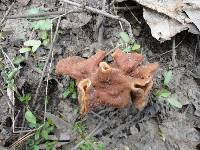 Gyromitra brunnea image