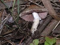 Agaricus semotus image