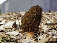 Morchella importuna image