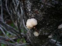 Tremella encephala image