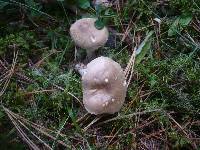 Tricholoma inamoenum image