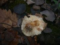 Tricholoma populinum image