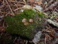 Trichophaea gregaria image