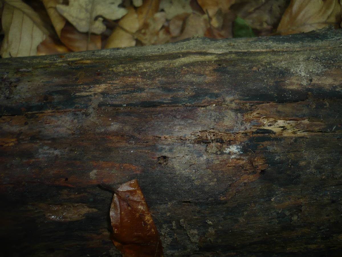 Tulasnella pallida image