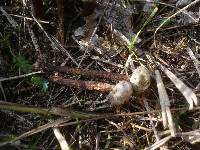 Tulostoma fimbriatum image