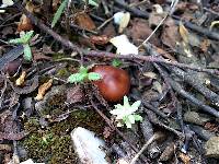 Rhodocollybia butyracea image