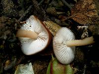 Rhodocollybia butyracea image