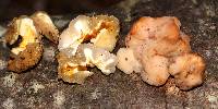 Tremella encephala image