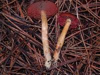 Cortinarius smithii image