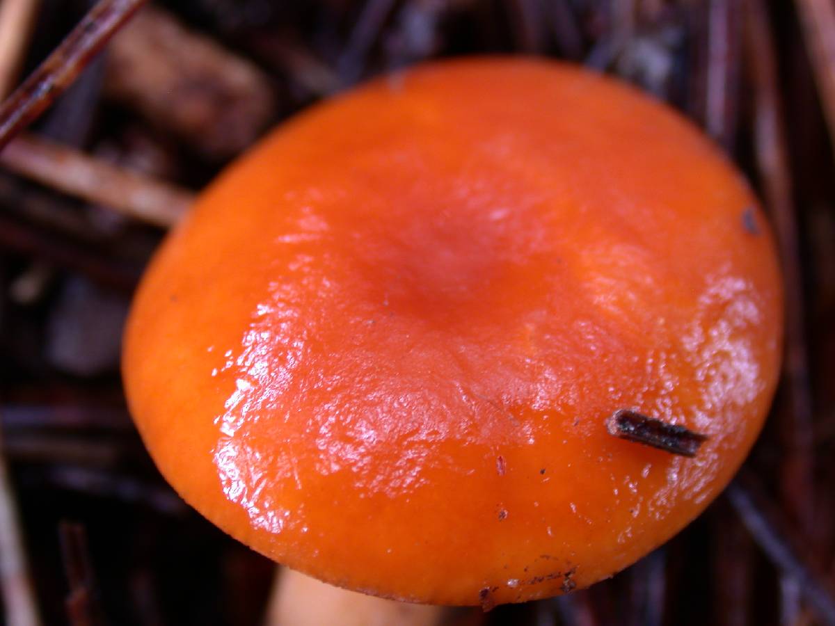 Lactarius substriatus image