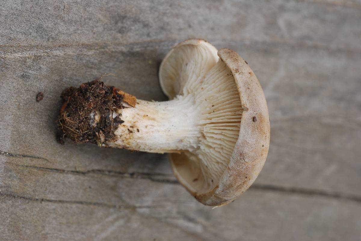 Melanoleuca subpulverulenta image