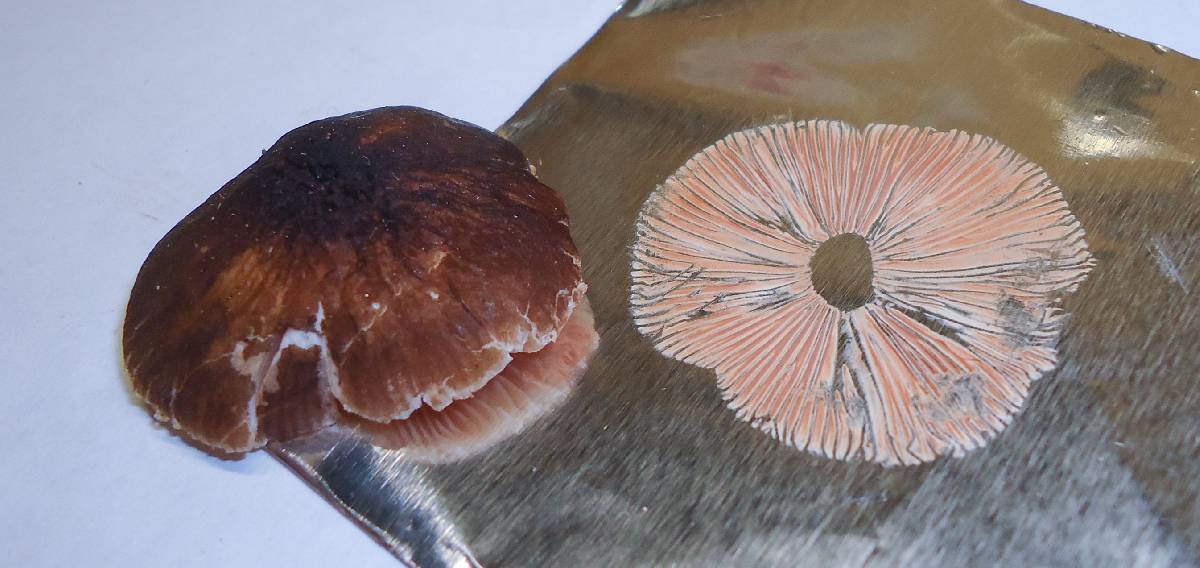 Pluteus nanus image