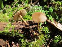 Entoloma strictius image