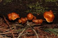 Gymnopilus sapineus image