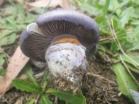 Cortinarius archeri image