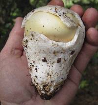 Amanita vernicoccora image