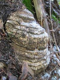 Fomitopsis officinalis image