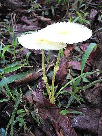 Leucocoprinus fragilissimus image