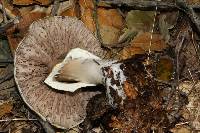 Agaricus albolutescens image