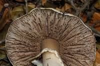 Agaricus albolutescens image