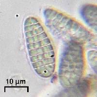 Arthothelium norvegicum image