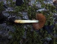 Pluteus romellii image