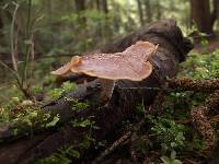 Royoporus badius image