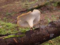 Royoporus badius image