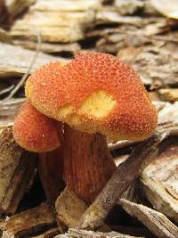 Gymnopilus luteofolius image