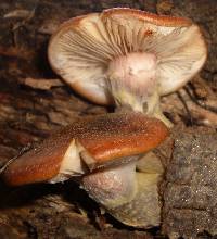 Armillaria gallica image